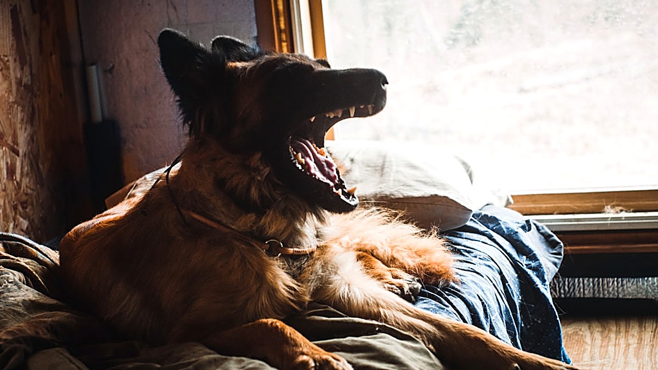 Descubra estratégias práticas e seguras para controlar a agressividade de cães adultos dentro de casa, com dicas…