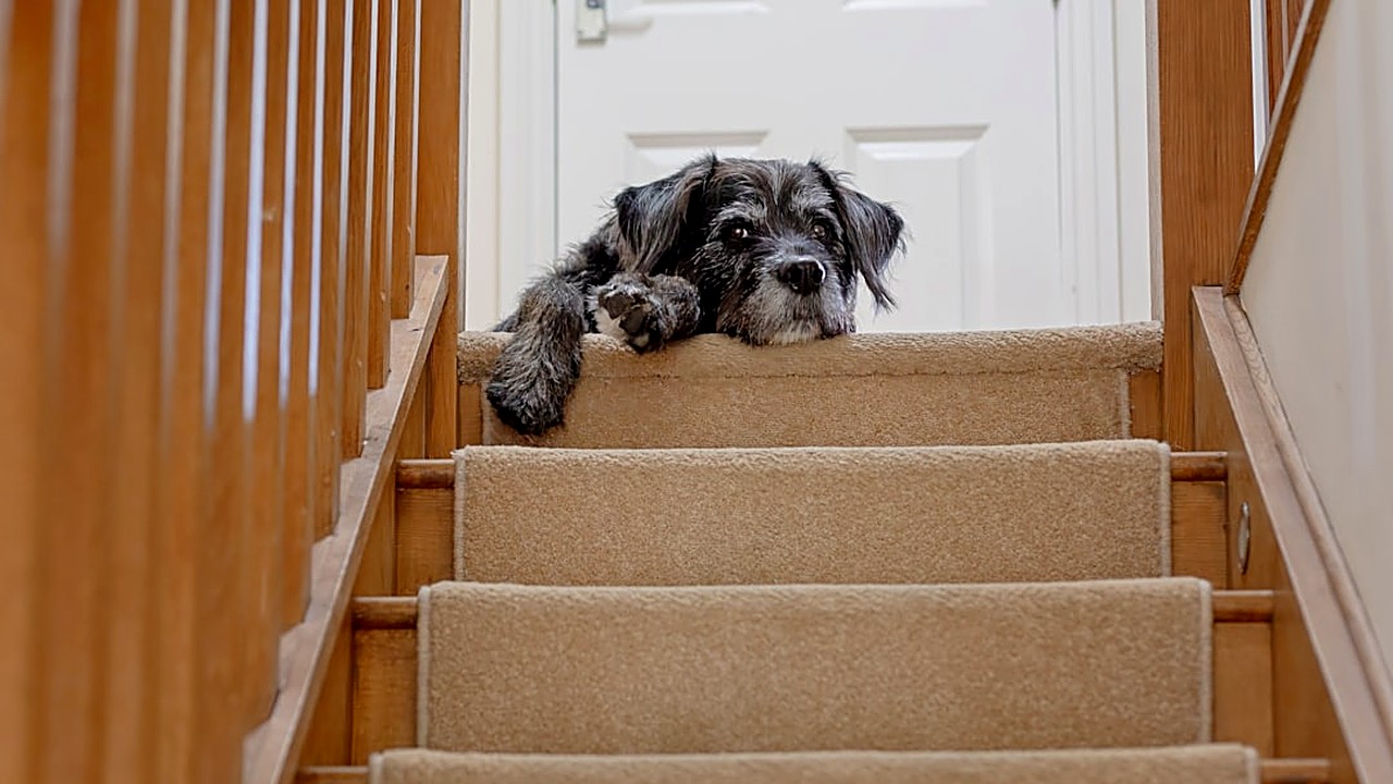 Aprenda técnicas práticas e seguras para ajudar seu cão a perder o medo de escadas. Método gradual, sem pressa…