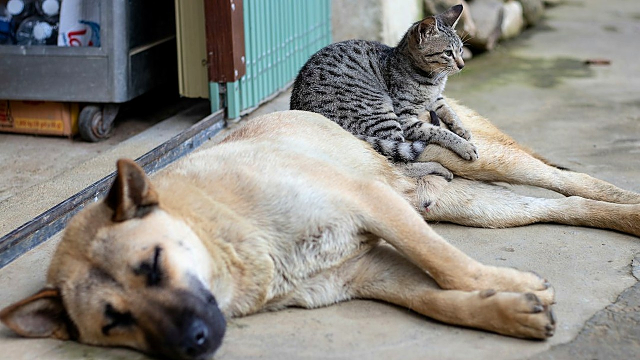 Moto, outro cão ou gente de frente? Veja os sinais de medo no corpo do cão, o caderno de uma semana para achar…
