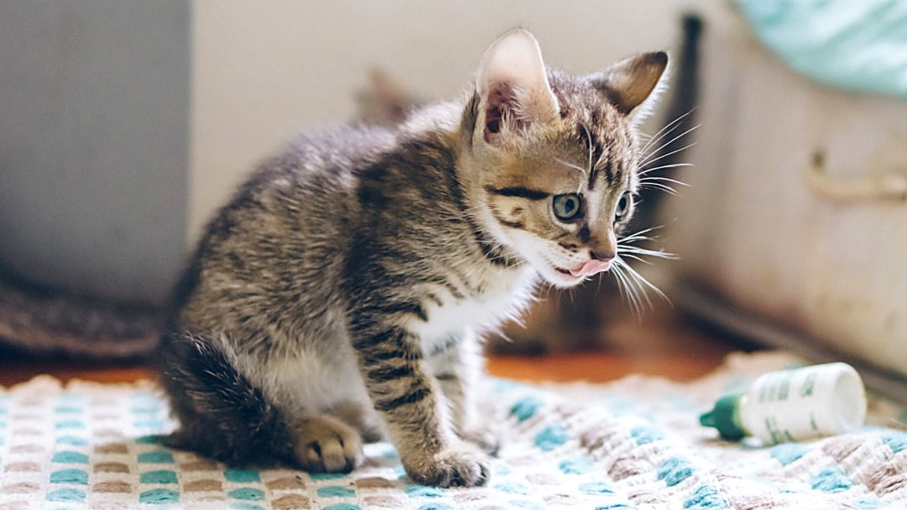 Descubra a combinação ideal de vacinas e vermífugos para proteger seu filhote de gato, com cronogramas, tipos…