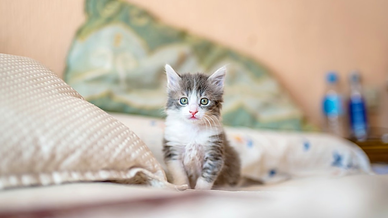 Descubra a idade ideal para começar a vacinar filhotes de gato, com calendário típico, fatores que influenciam e dicas…
