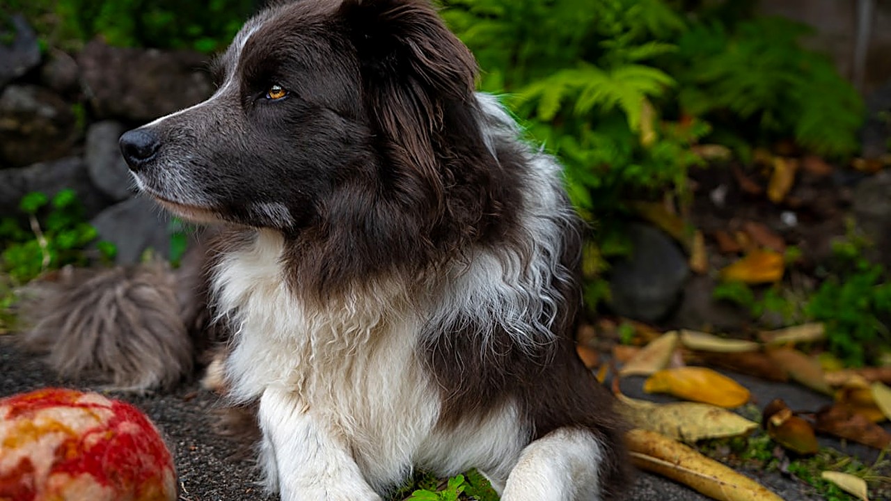 Descubra quais alimentos naturais podem aliviar a artrite em cães, com orientações práticas e baseadas em experiência…