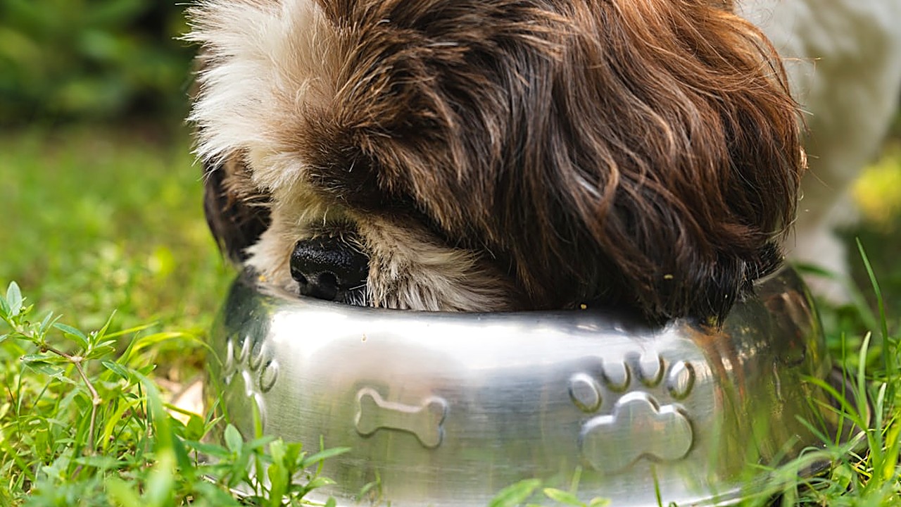 Descubra quais alimentos naturais são mais indicados para cães que apresentam intolerância digestiva e como montar…