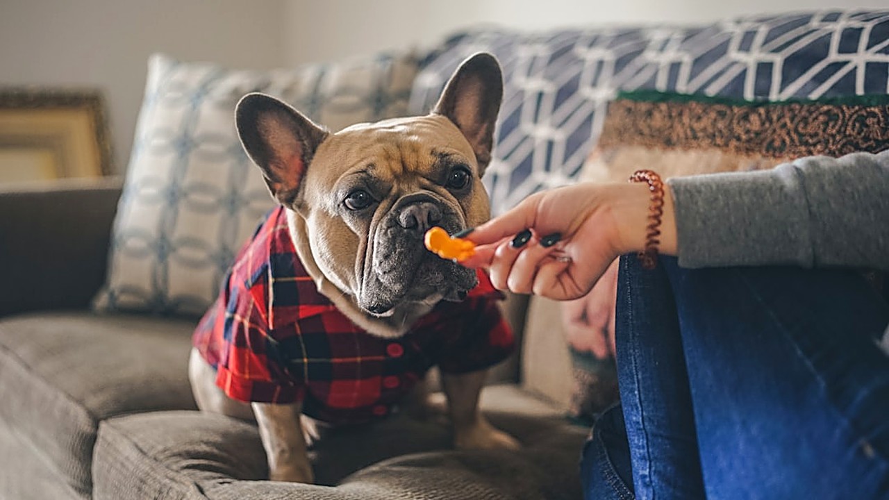 Descubra petiscos caseiros de baixo índice glicêmico para cães diabéticos. Receitas práticas, dicas de preparo…