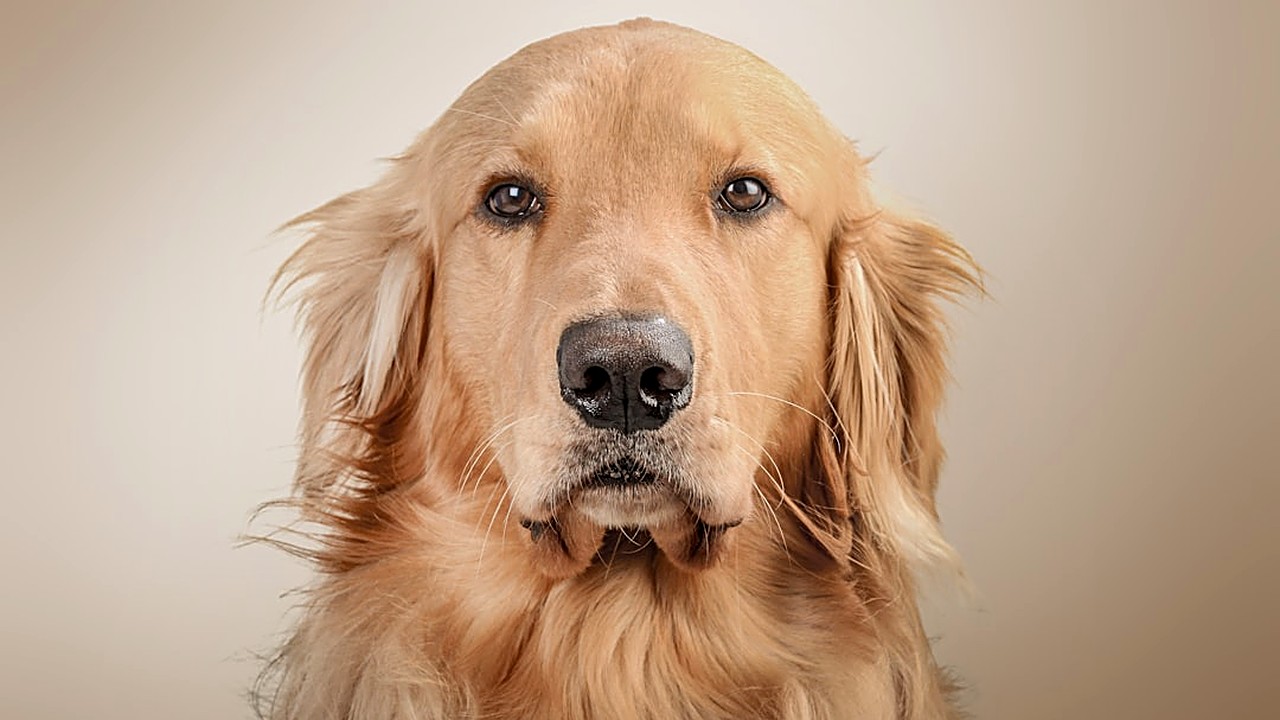 Descubra receitas caseiras seguras e saborosas para cães com estômago sensível. Ingredientes leves, preparo simples…