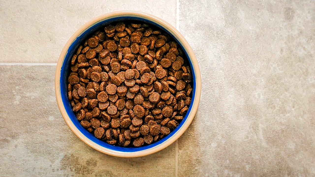 Descubra quais suplementos naturais podem aliviar alergias alimentares em cães, como ômega‑3, probióticos…