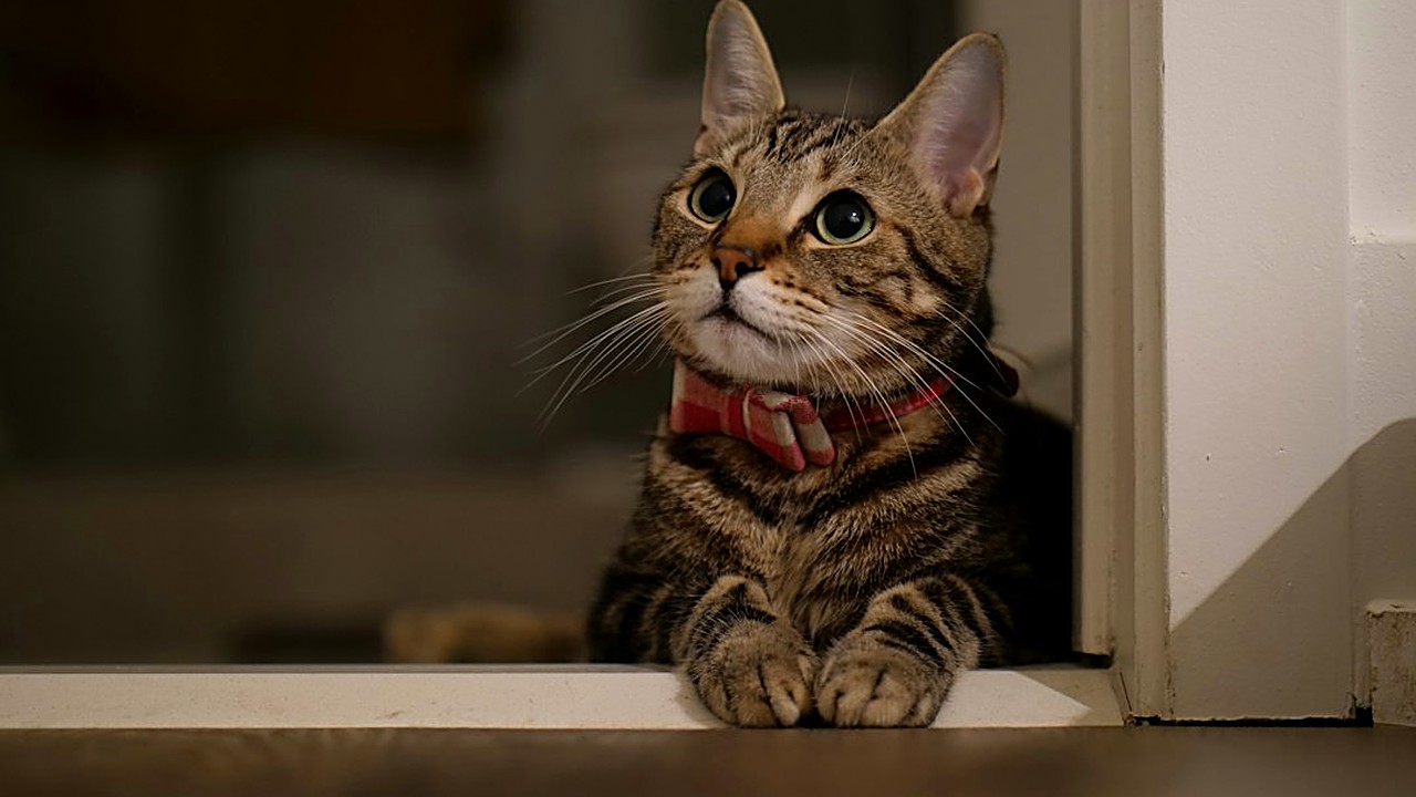 Descubra quais mitos sobre a caixa de areia podem prejudicar seu gato. Aprenda regras de higiene, quantidade…