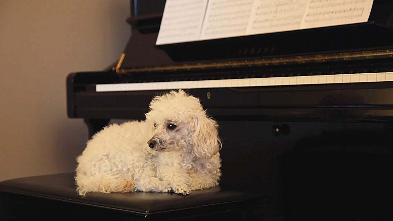 Descubra como a música clássica pode acalmar seu cão, com dicas passo a passo, exemplos reais e cuidados essenciais…