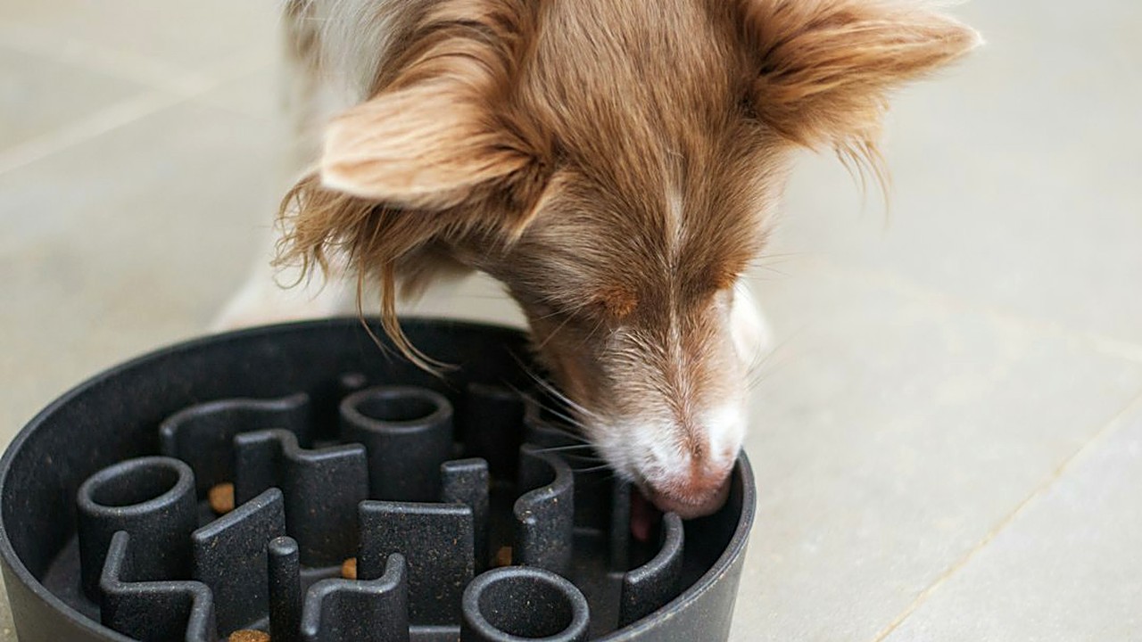 Lista do que tirar do pote do cão com pancreatite, como achar a gordura no rótulo da ração com uma conta simples…
