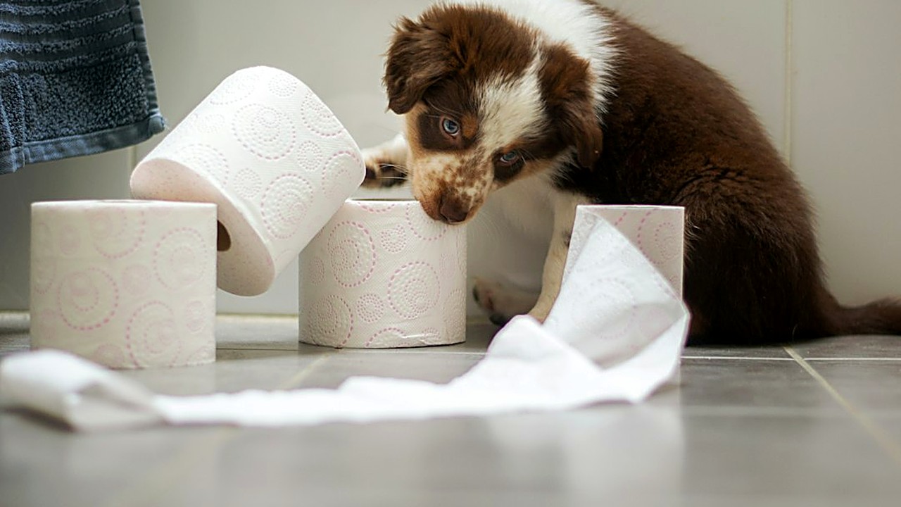 Cão e gato de apartamento também pegam verme: veja como ele entra em casa, os sinais de alerta, quando ir…