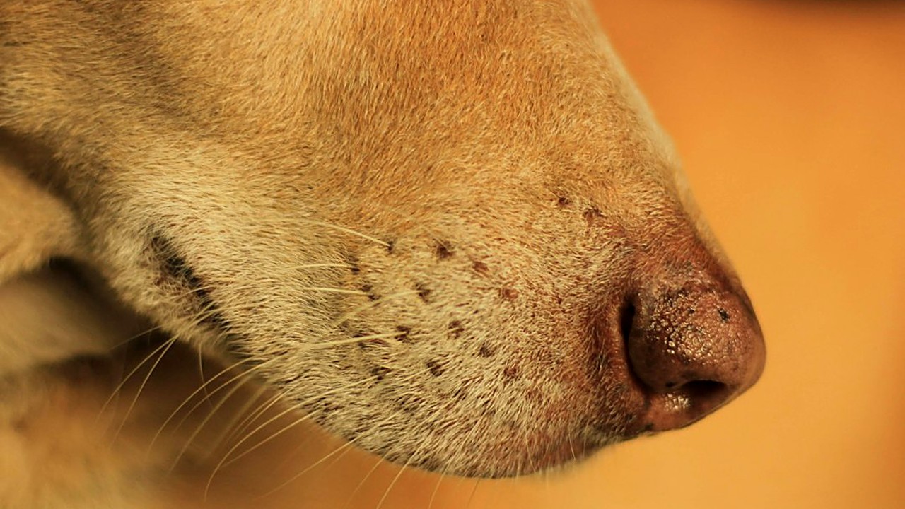 Descubra como identificar se o petisco natural está causando alergia no seu cão. Veja sinais de pele, digestão…