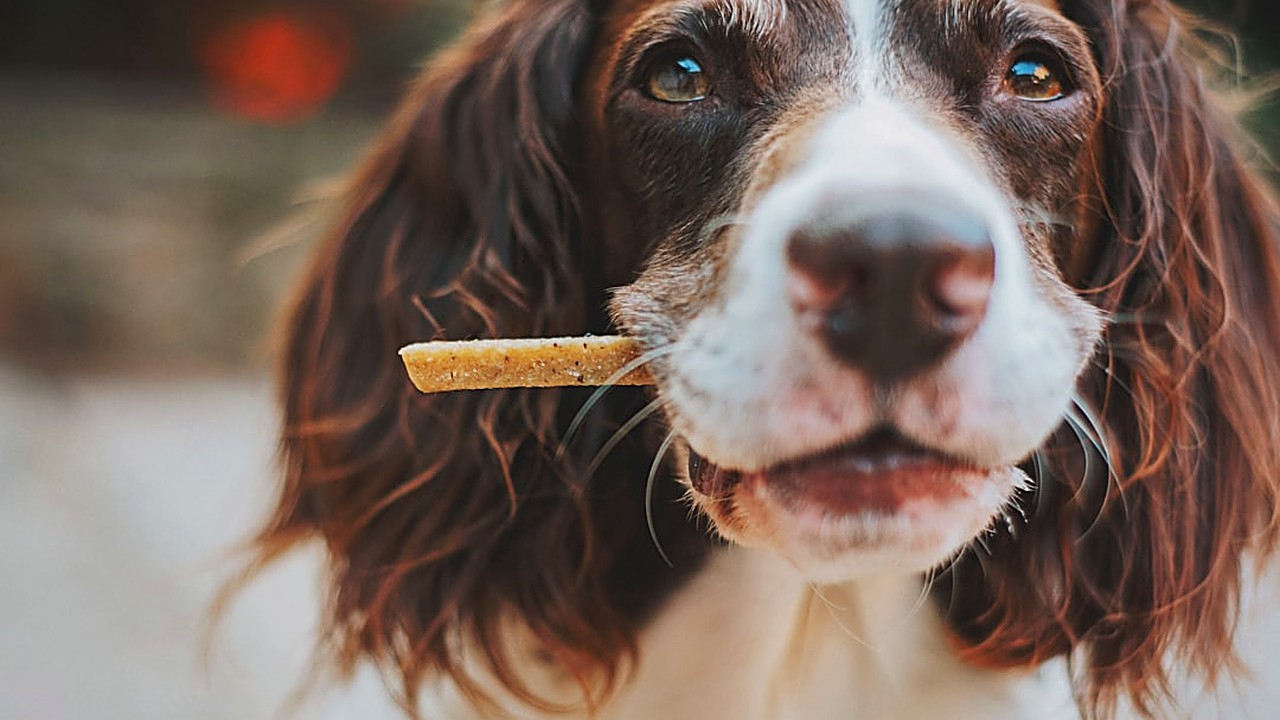 Aprenda a preparar petiscos caseiros sem glúten para cães com sensibilidade. Receitas simples, dicas de ingredientes…