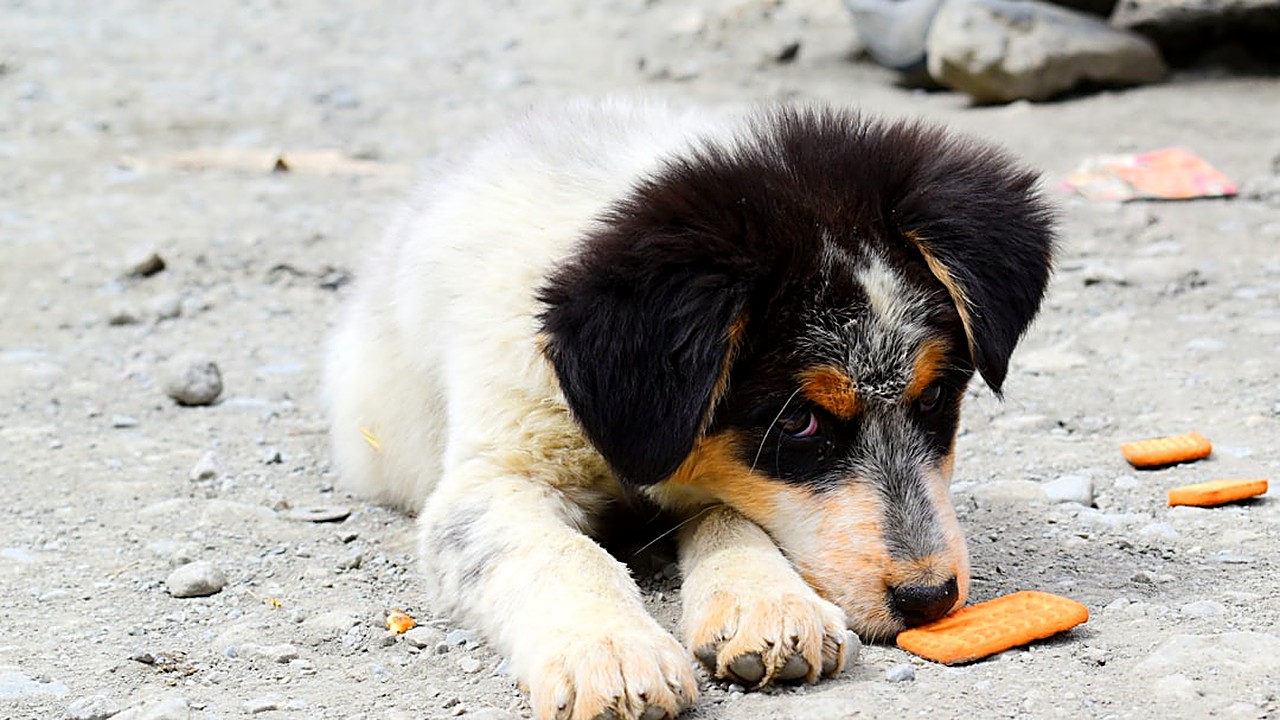 Descubra quais petiscos são seguros para cães alérgicos, com orientações práticas, ingredientes recomendados e dicas…