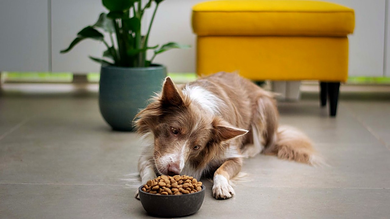 Aprenda a escolher petiscos saudáveis para cães com alergias, intolerâncias ou doenças crônicas. Guia prático com dicas…