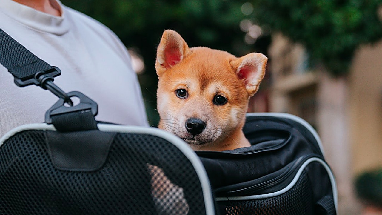 Aprenda técnicas práticas e baseadas em experiência para habituar seu cão às consultas veterinárias, reduzindo…