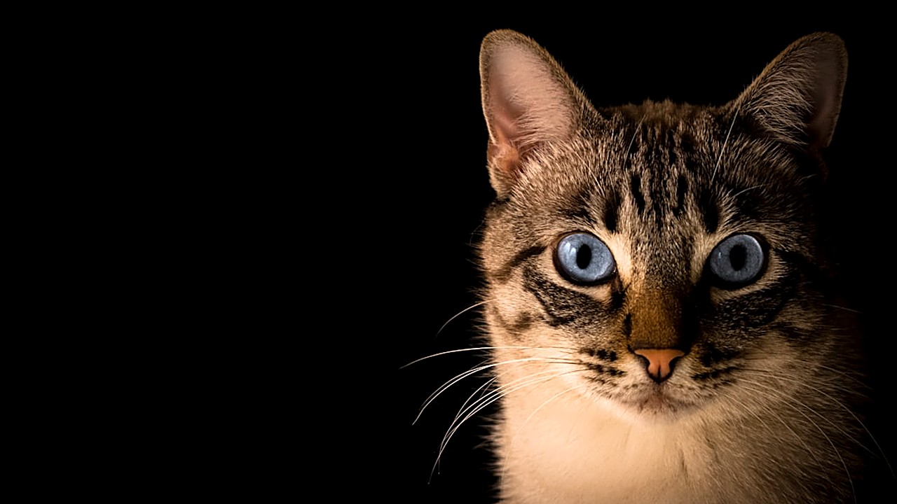 Descubra passo a passo como adaptar seu lar para receber um gatinho, com dicas práticas, segurança e conforto…