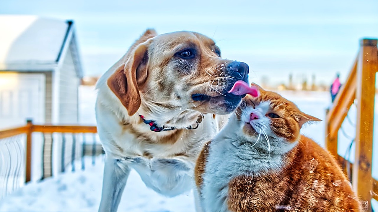 Aprenda estratégias práticas e baseadas em experiência para evitar que seu cão se torne agressivo com gatos, outros…