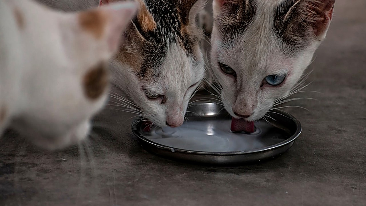Aprenda a reduzir o risco de infecções urinárias em filhotes de gato com orientações de alimentação, caixa de areia…
