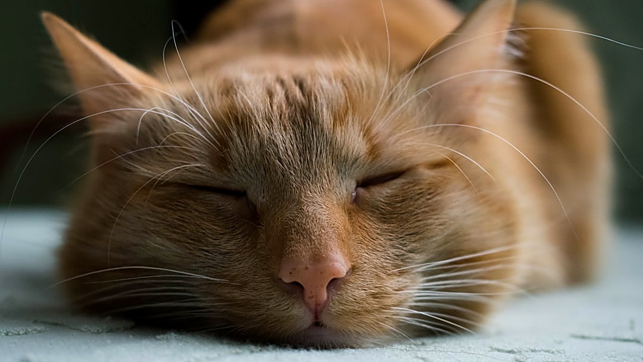 Descubra estratégias naturais e práticas para evitar a obesidade em gatos castrados, com orientações de alimentação…