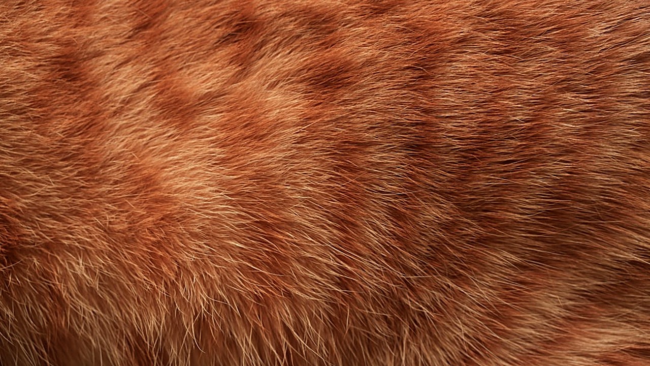 Descubra estratégias naturais e práticas para reduzir a queda de pelos em gatos adultos saudáveis, com dicas…