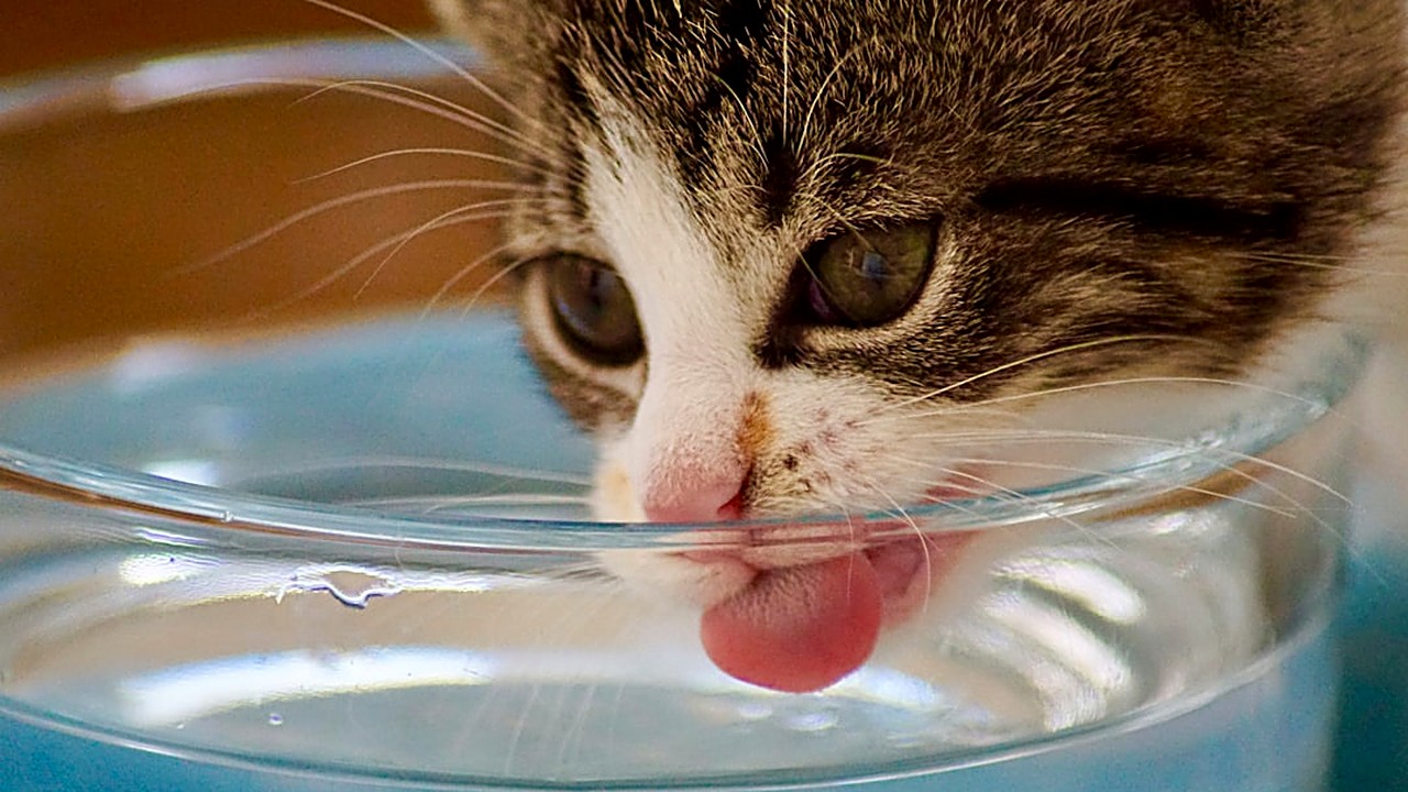 Descubra a idade ideal para iniciar a suplementação de taurina em filhotes de gato, os benefícios e como escolher…