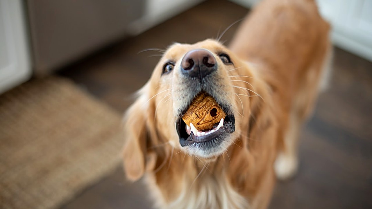 Descubra a quantidade diária ideal de petiscos saudáveis para cães, considerando tamanho, idade e nível de atividade…