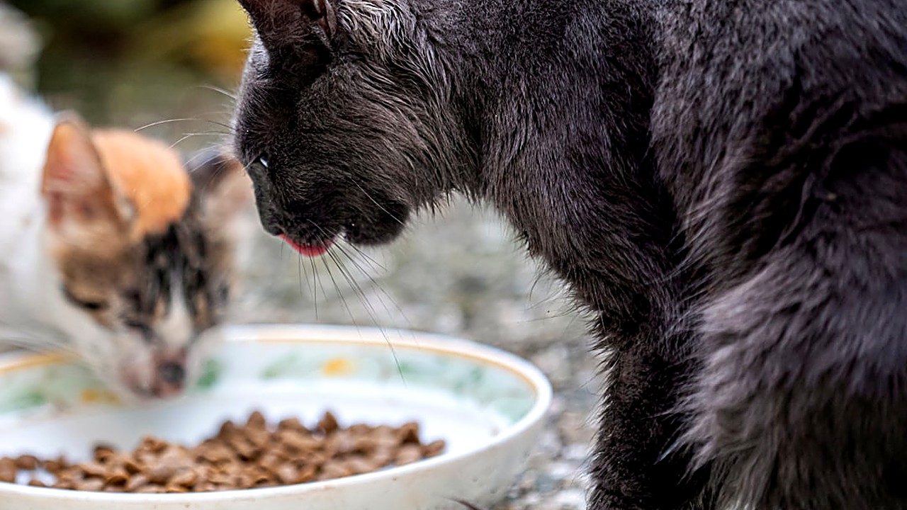 Descubra a quantidade ideal de proteína para filhotes de gato, como calcular por peso, escolher fontes de alta…