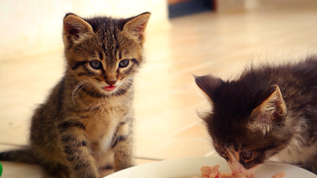 Descubra como calcular a ração seca diária para filhotes de gato ativos, com dicas baseadas em fisiologia felina…