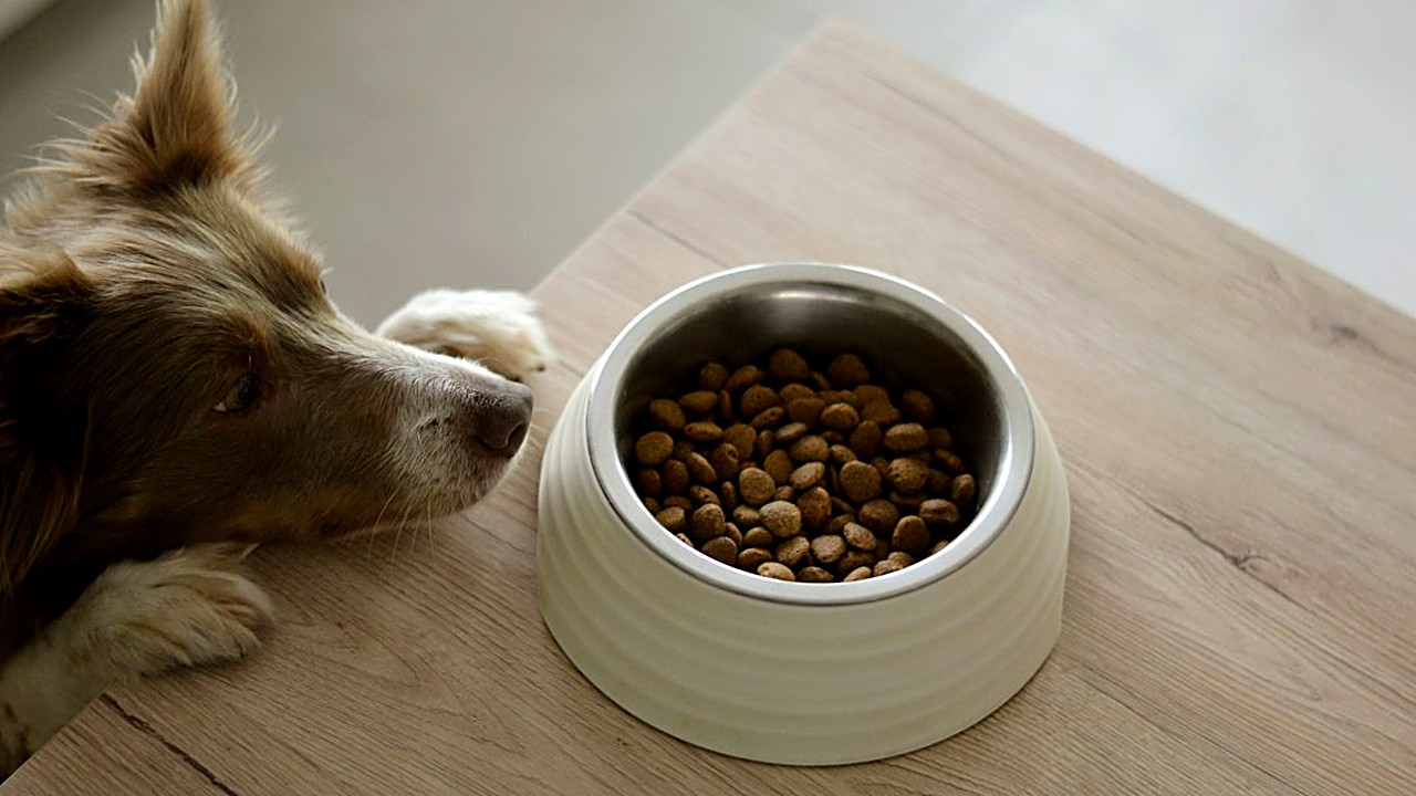 Pouco tempo para cuidar da alimentação do seu cão? Veja como escolher a ração, quanto dar, como trocar sem diarreia…