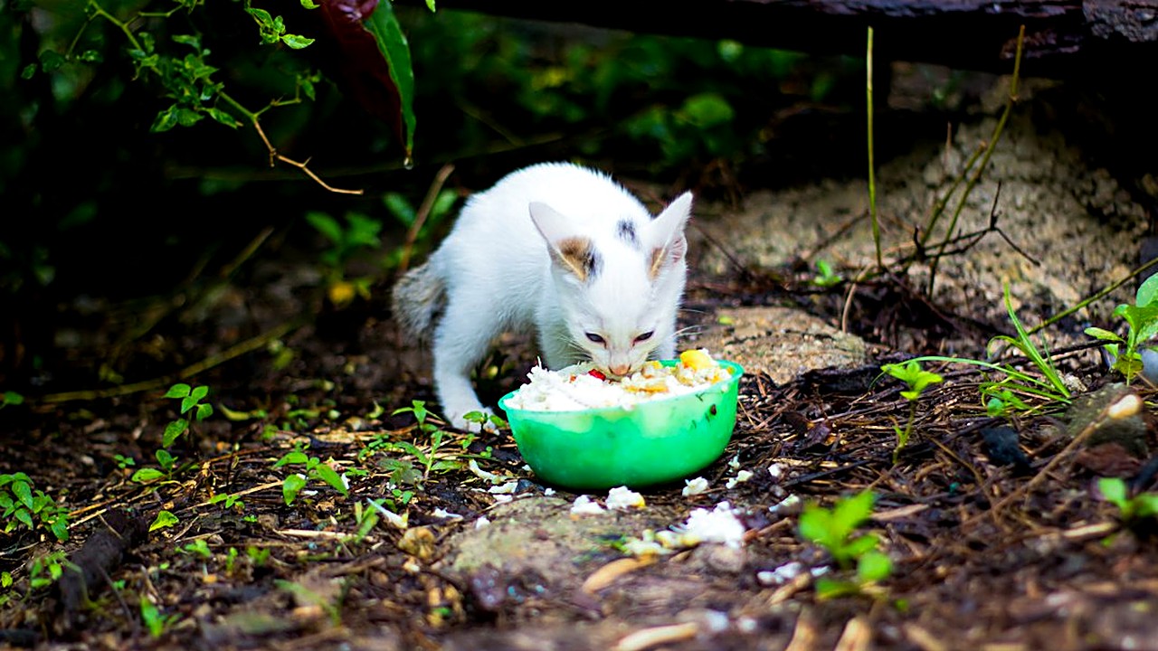 Descubra qual ração é melhor para seu gato filhote. Veja quantidades, horários e como fazer a transição sem estresse…