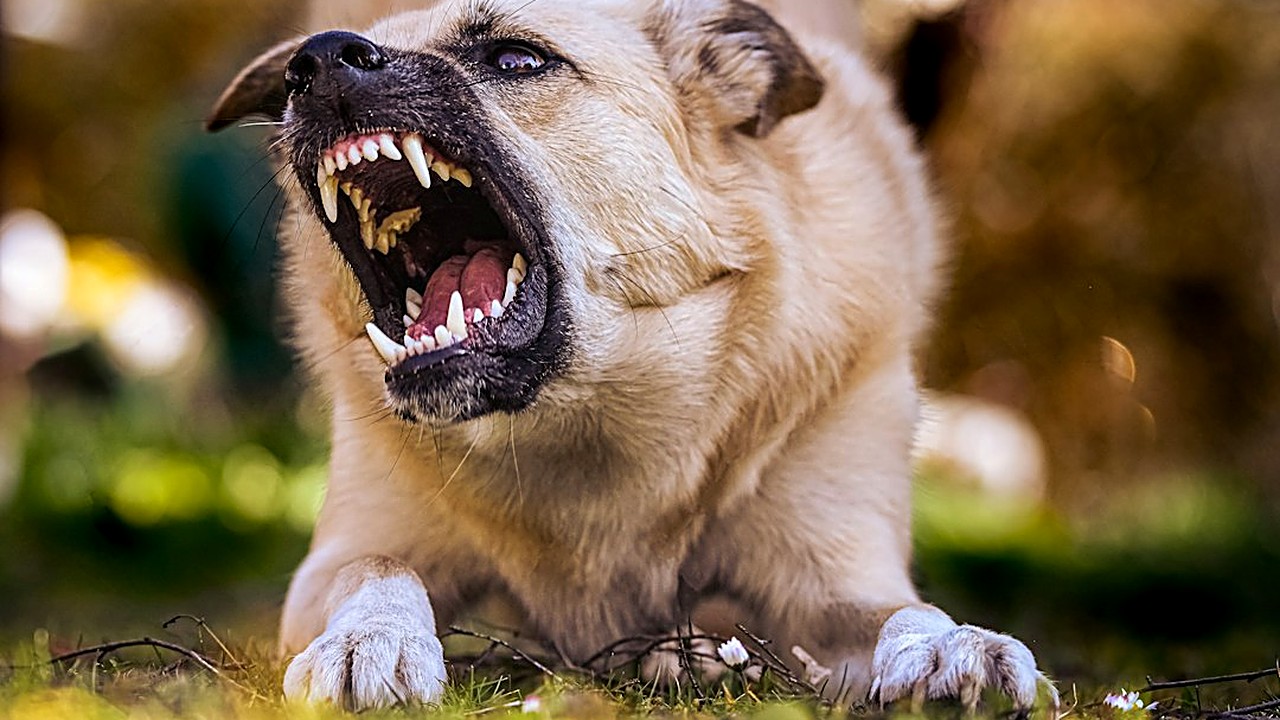 Deu vermífugo e o pet ficou estranho? Veja os sinais de alergia, o que é efeito leve, o que é emergência e o que fazer…