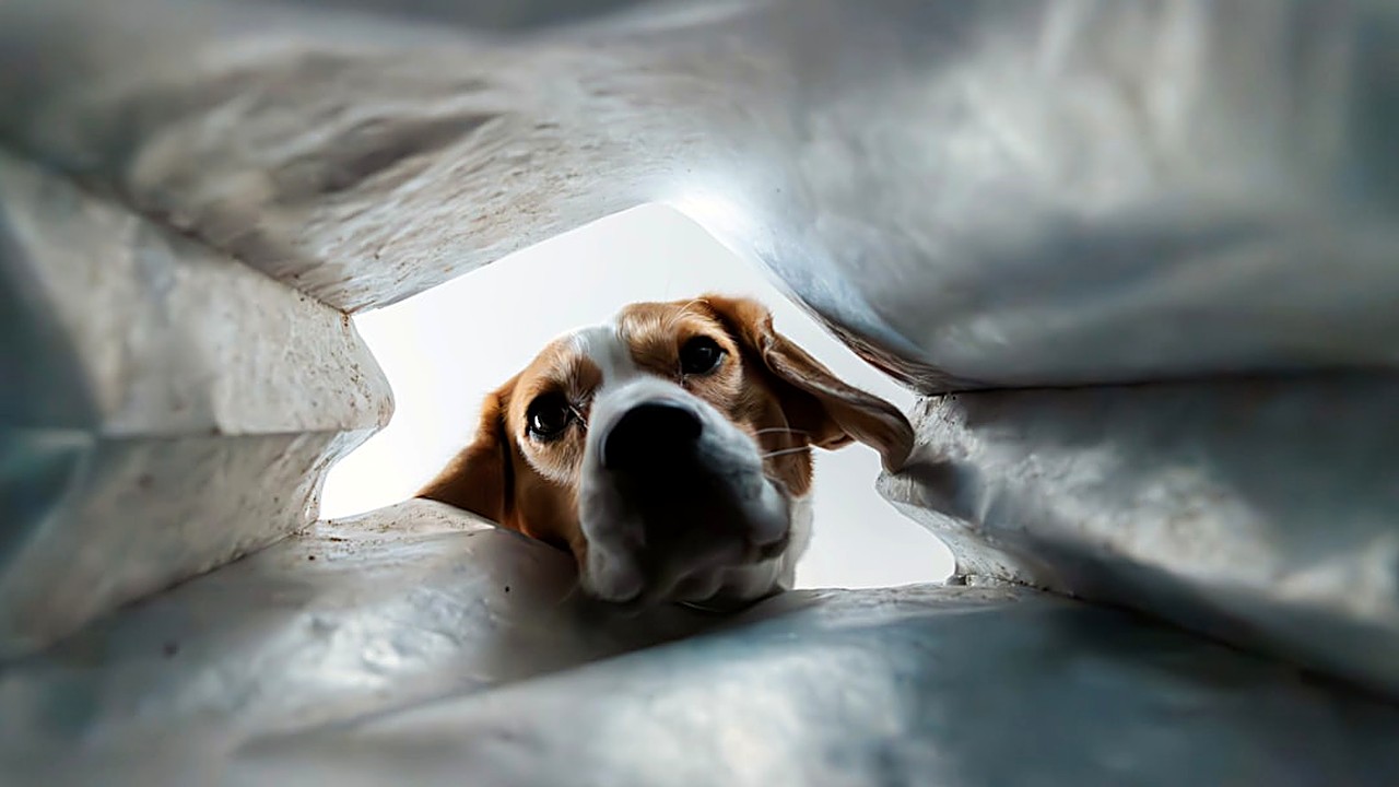 Descubra estratégias práticas e seguras para acalmar cães em dias de tempestade, com técnicas naturais, ambiente…