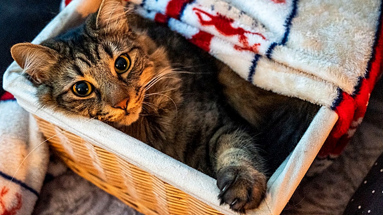 Dicas práticas e baseadas em experiência para minimizar a ansiedade dos felinos quando a família muda de casa…
