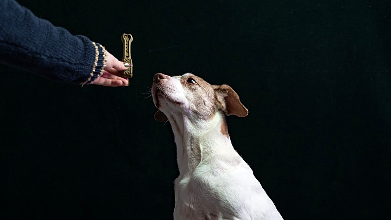 Aprenda a usar reforço intermitente no adestramento positivo de cães, com passos práticos, exemplos reais e dicas…
