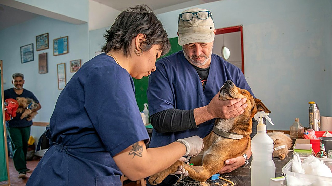 Vacina, vermífugo, antipulgas e check-up: veja o passo a passo da saúde preventiva de cães e gatos e os sinais…