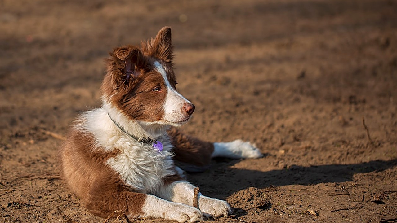 Saúde preventiva para pets ocupados: o que realmente importa