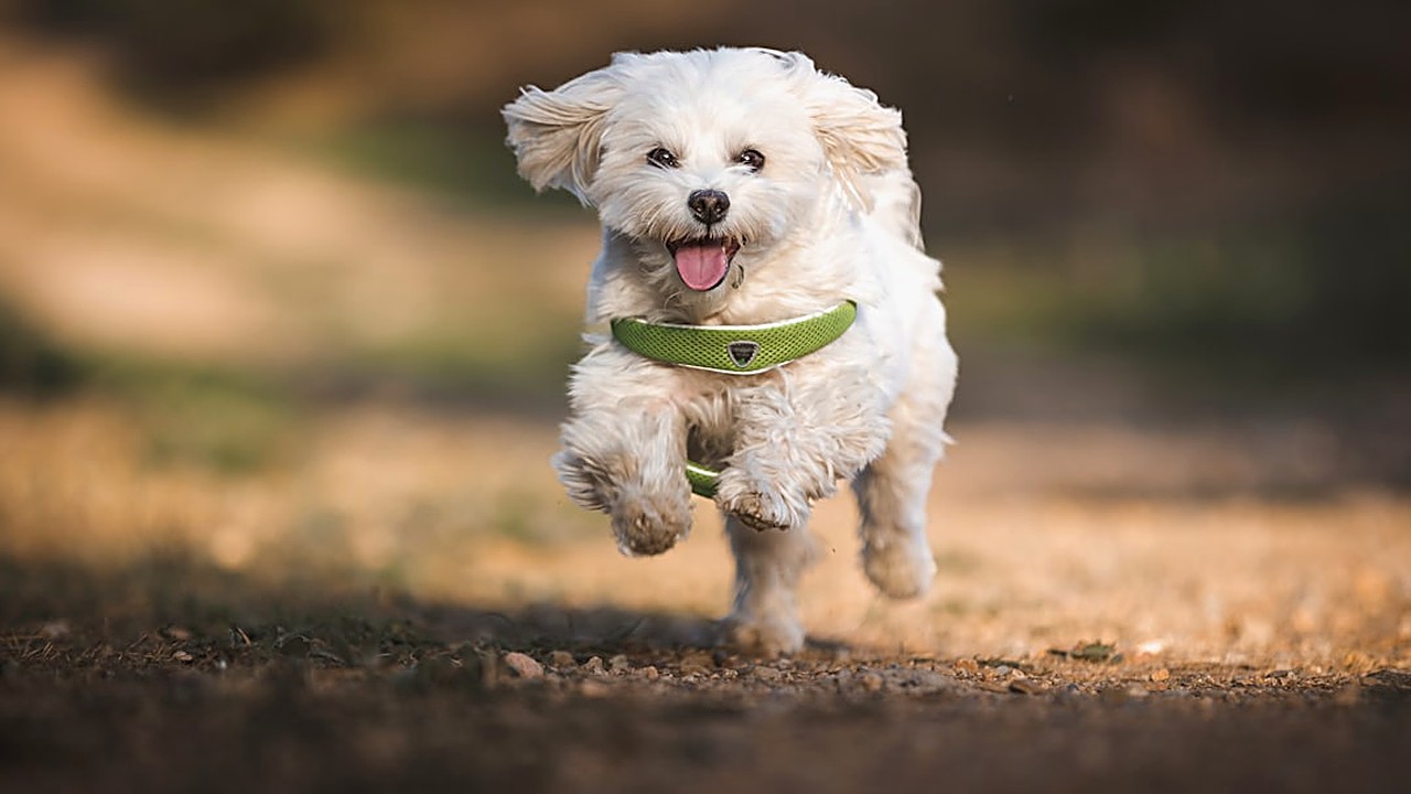 Saúde preventiva para pets com rotina corrida: o que realmente importa