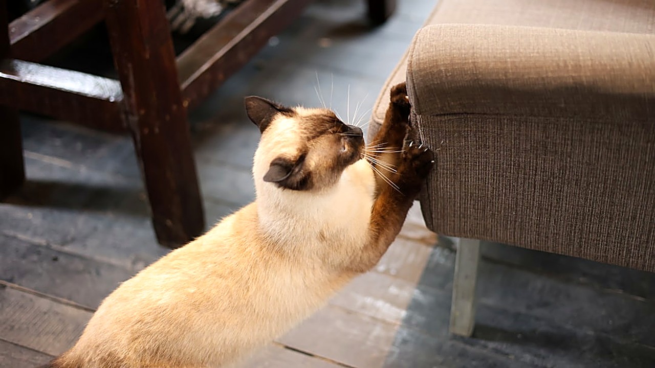 7 sinais de que você está treinando o comportamento do seu gato errado
