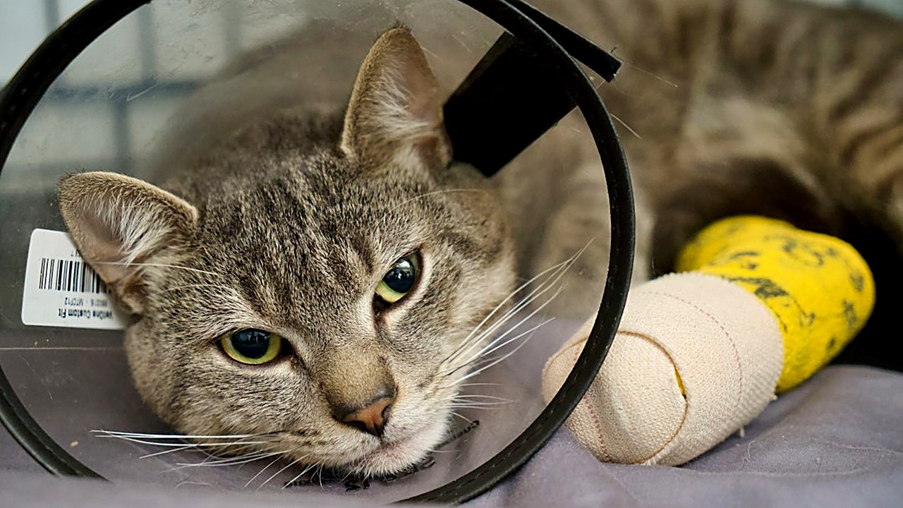 Descubra quais sinais de dor são normais e quais exigem veterinário. Guia prático para identificar problemas após…
