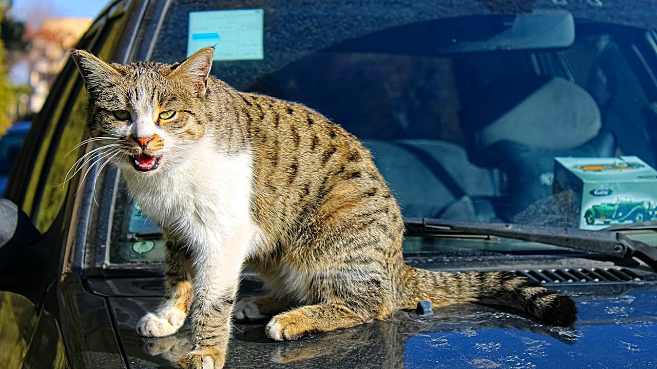 Descubra 7 sinais claros de estresse felino durante viagens. Aprenda técnicas de adestramento positivo e prepare…