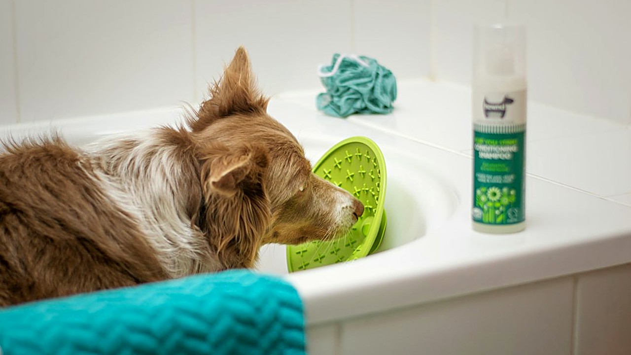 Descubra 7 sinais de estresse no banho e tosa do seu cão. Aprenda a acalmá-lo com técnicas simples de adestramento…