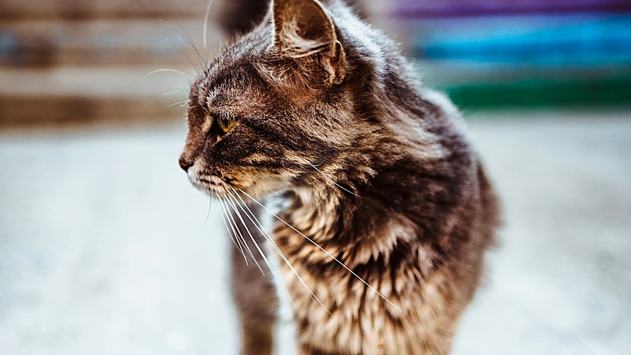 Descubra os sinais sutis de dor articular em gatos idosos. Aprenda a observar mudanças no comportamento e postura…
