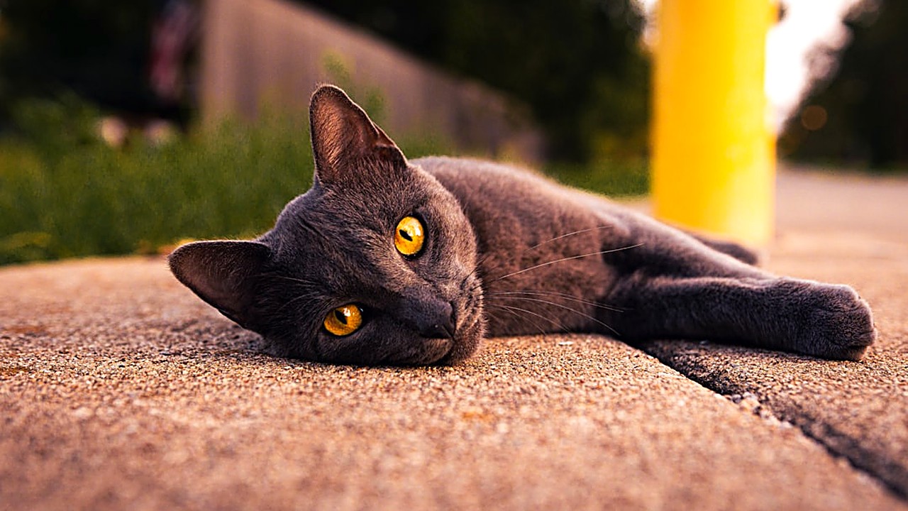 Descubra os primeiros sinais de doença hepática em gatos e saiba como identificar alterações comportamentais e físicas…