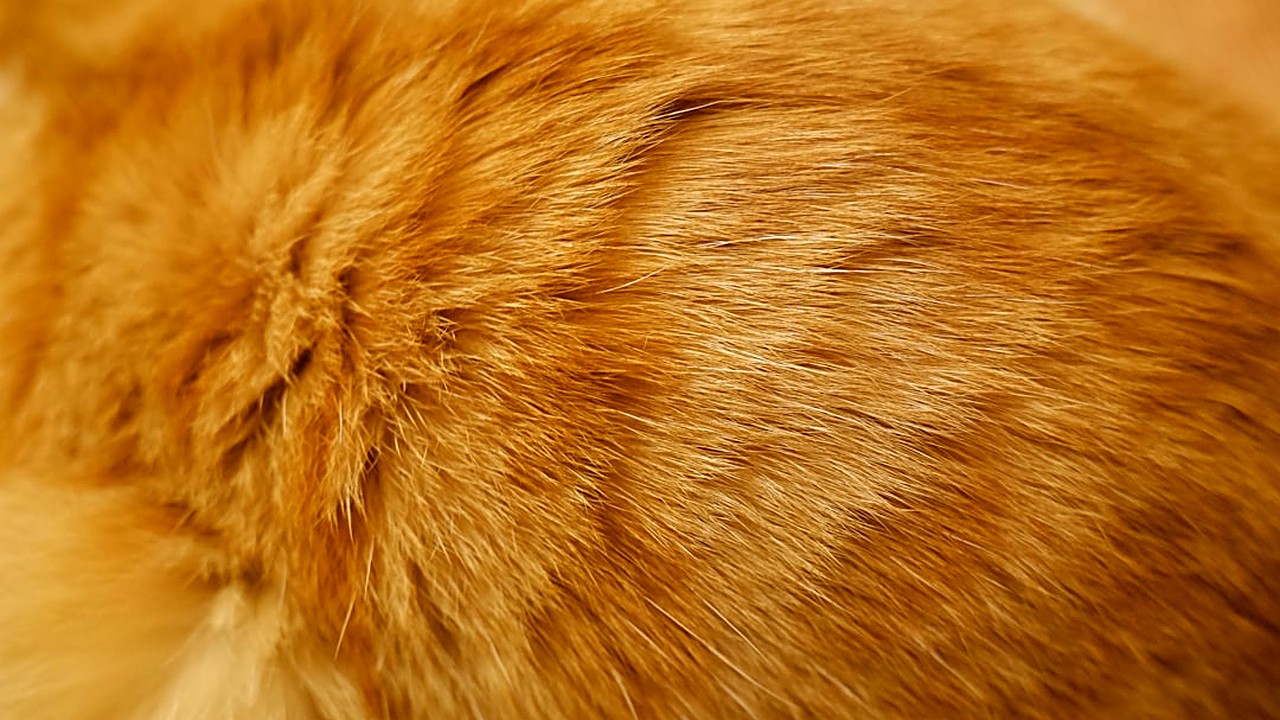 Descubra os principais sinais de intoxicação por pulgas em gatos, como diferenciar de outras doenças e quando buscar…