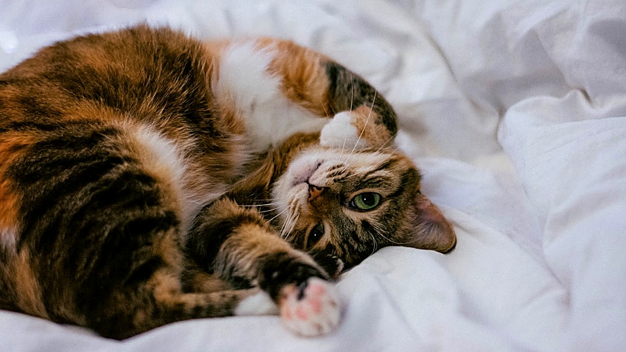 Aprenda a identificar vermes em gatos sem exames invasivos. Descubra sintomas, tipos de parasitas e cuidados…