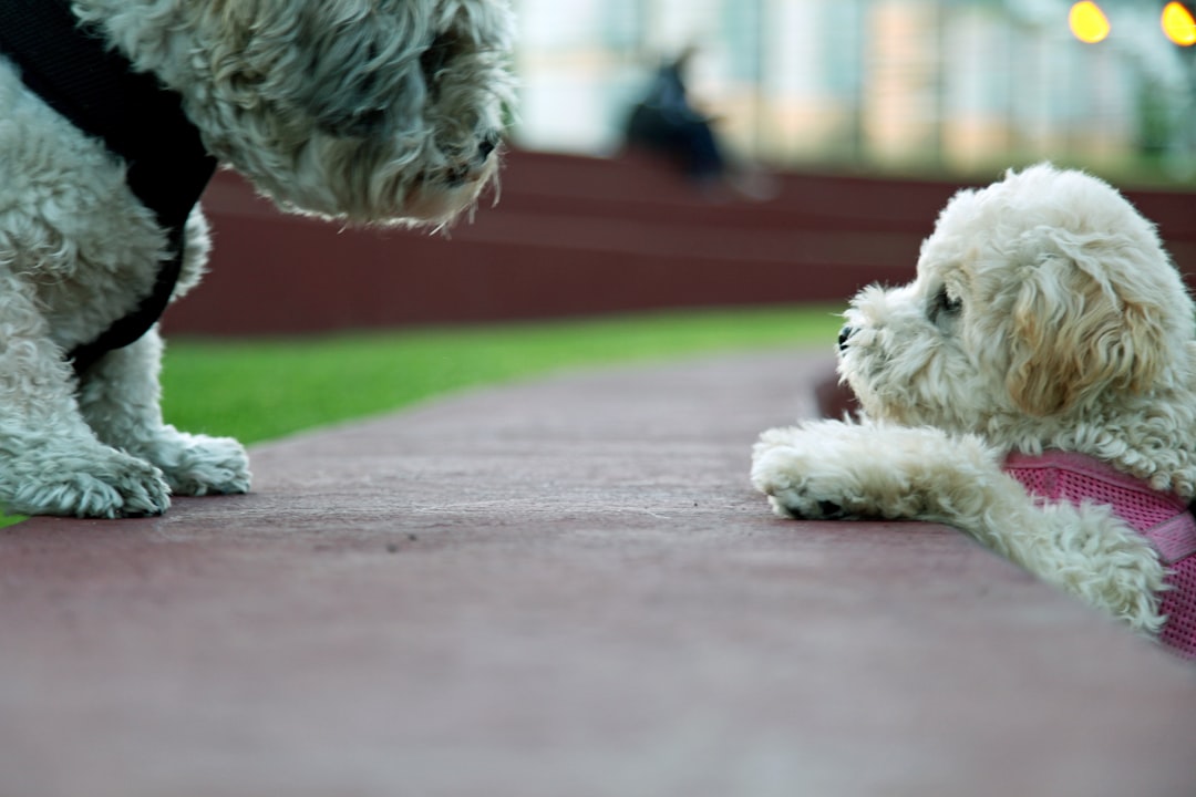 Socialização de cães: guia prático para donos de primeira viagem