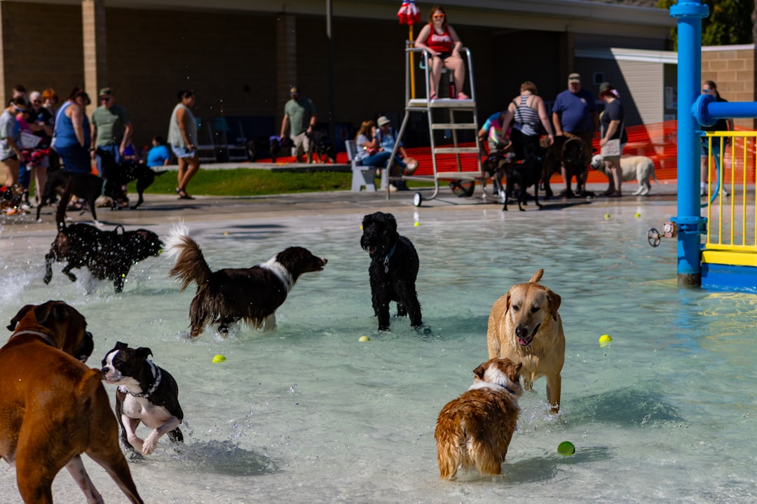 Socialização de cães: guia prático para donos iniciantes