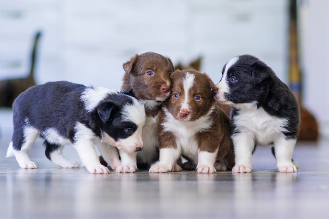 Socialização de cães: um guia prático passo a passo para iniciantes
