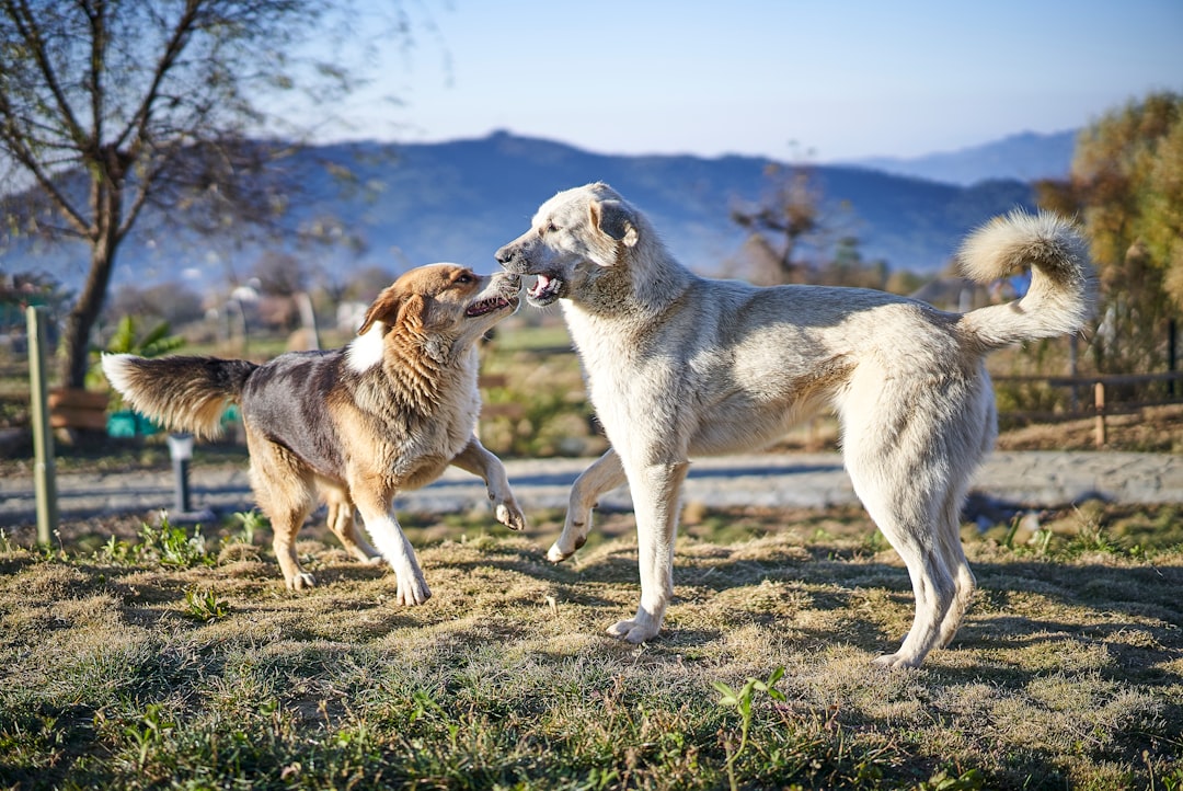 Socialização de cães: passo a passo para quem está começando