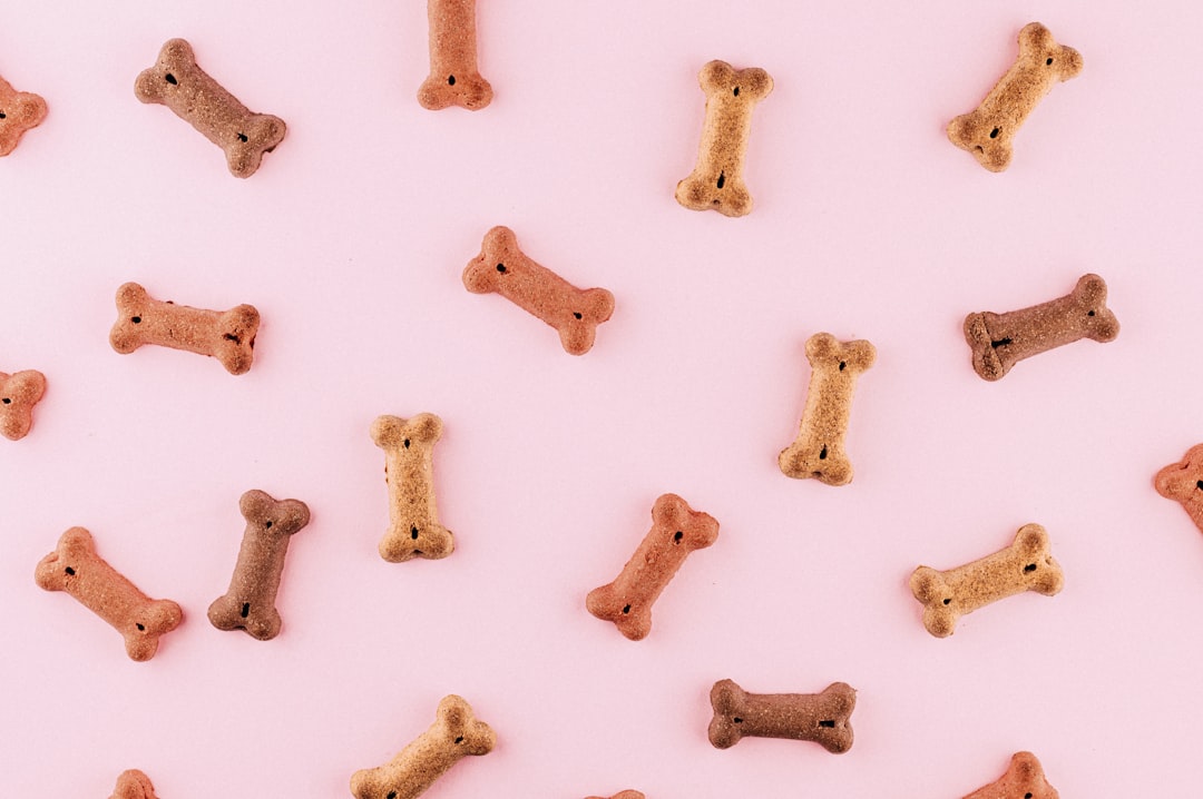 Socialização de cães: passo a passo simples para tutores iniciantes